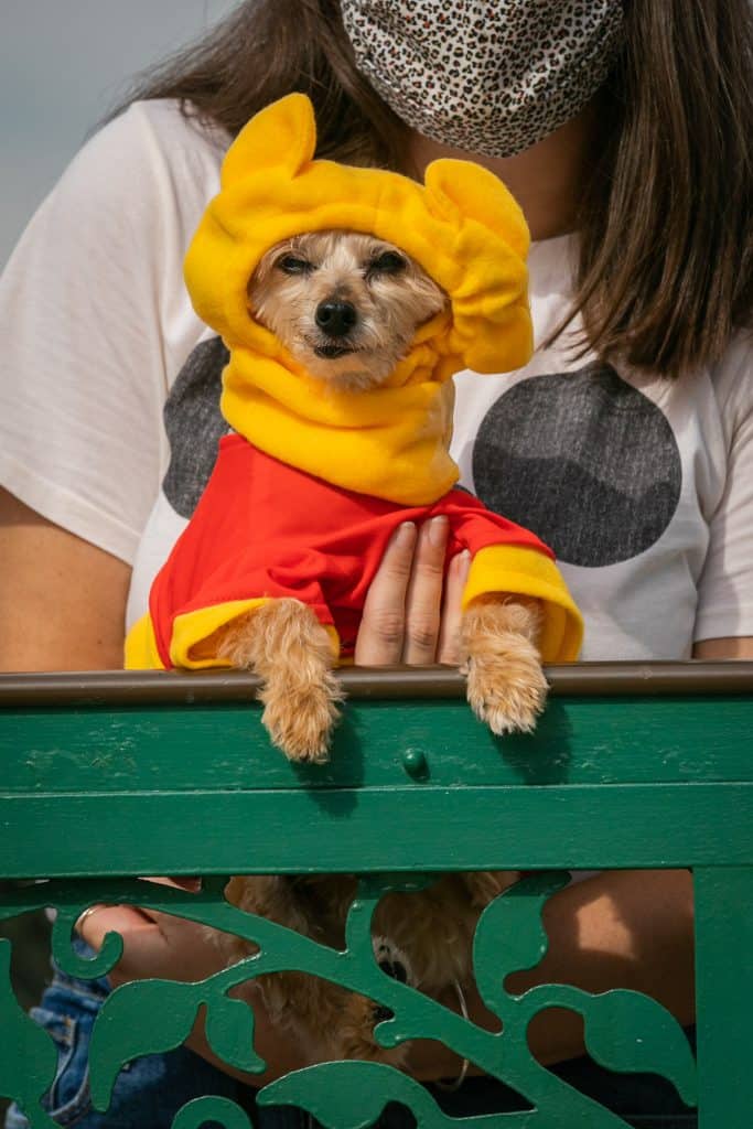 A small dog in a vibrant yellow and red costume sits on a green bench, held by a masked guest, ready to wow the crowd at Disney's Howl-O-Ween dog costume show.