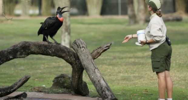 Experience the magic of Disney’s Animal Kingdom as a zookeeper delights guests by feeding a vibrant-throated, large black bird perched on a tree branch in a lush grassy area during Animal Playtime.