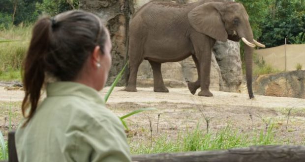 An elephant explores its lush habitat surrounded by rocks and greenery at Disney’s Animal Kingdom, offering guests an up-close look at Disney’s commitment to animal care and immersive entertainment in a magical theme park setting.