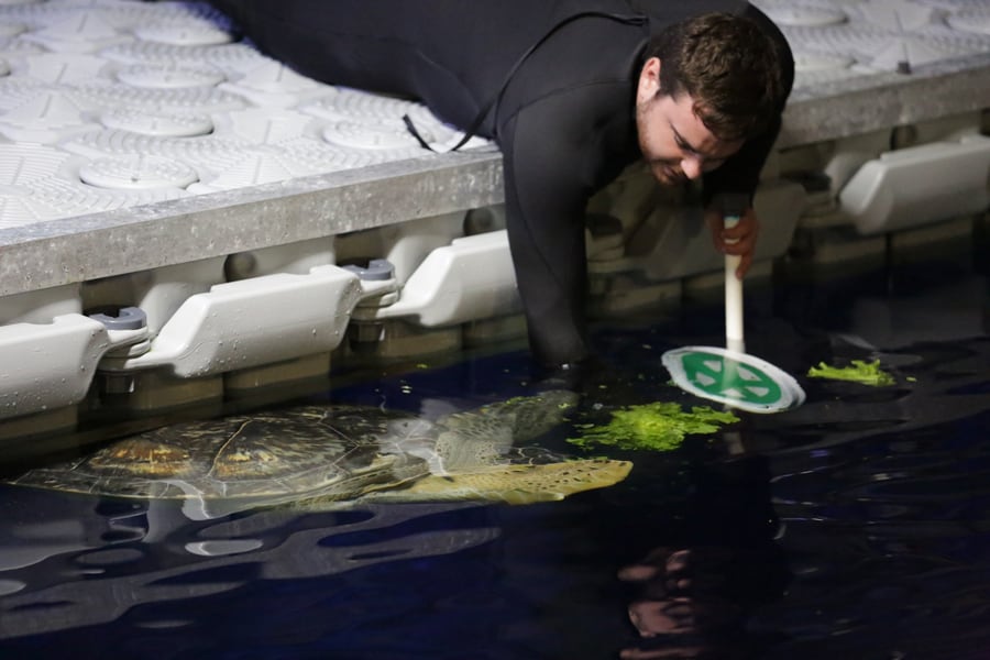 At Disney’s Animal Kingdom, a wetsuit-clad team member demonstrates expert animal care by feeding a sea turtle lettuce with a paddle marked by a bright green symbol at the lagoon’s edge, highlighting the magic and dedication behind Disney’s animal training programs.