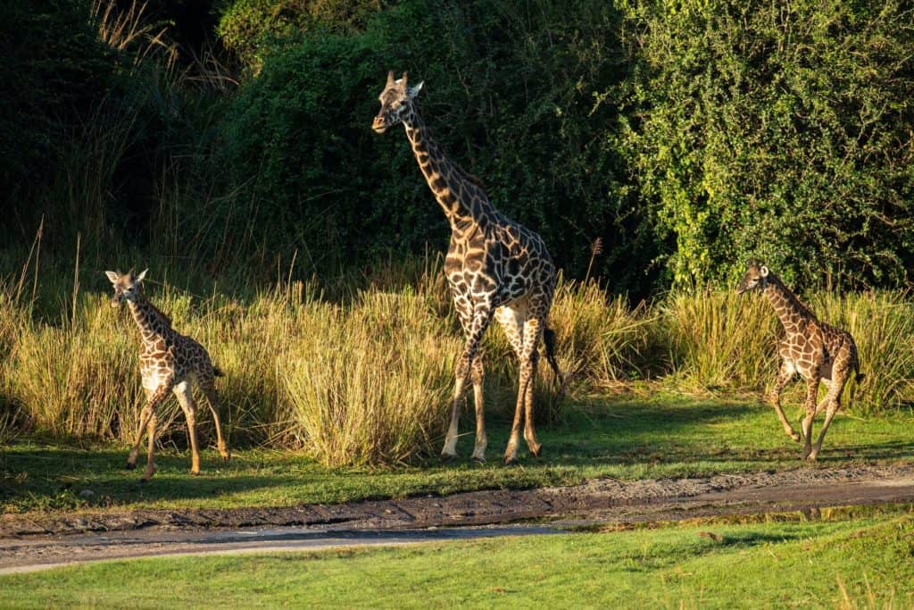 Giraffe families, including adorable calves, roam the sunlit grasslands and tall greenery of Disney’s Animal Kingdom, creating an immersive safari adventure for park guests.
