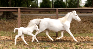 A majestic white horse and its foal trot together through a scenic, leaf-strewn paddock at Tri-Circle-D Ranch in Walt Disney World Resort, where you can meet celebrated horses like Obie and experience the magic of Disney’s legendary equestrian heritage.