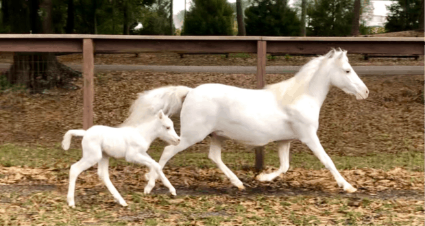 A majestic white horse and its foal trot together through a scenic, leaf-strewn paddock at Tri-Circle-D Ranch in Walt Disney World Resort, where you can meet celebrated horses like Obie and experience the magic of Disney’s legendary equestrian heritage.