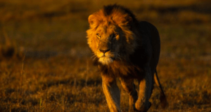 Simba, with his striking dark mane, confidently strides across a glowing grassy plain during golden hour, capturing the adventurous spirit of Disney’s Animal Kingdom’s savanna as guests watch in awe.