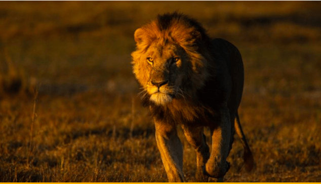 Simba, with his striking dark mane, confidently strides across a glowing grassy plain during golden hour, capturing the adventurous spirit of Disney’s Animal Kingdom’s savanna as guests watch in awe.