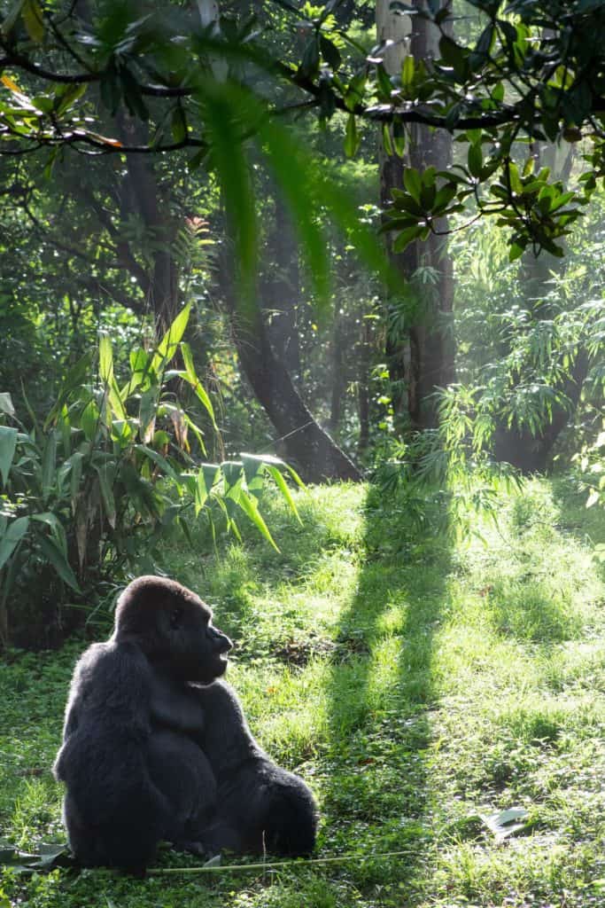 A majestic gorilla relaxes on vibrant green grass beneath sun-dappled trees in a lush forest habitat at Disney’s Animal Kingdom, expertly captured by Disney Cast Members.