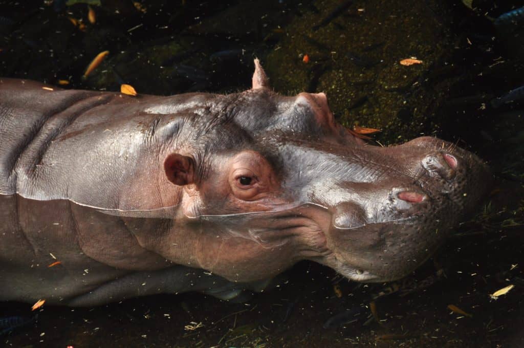 Hippo splashing in the park’s river attraction, eyes and ears peeking above the water—an exciting sight for guests during our National Hippo Day celebration.