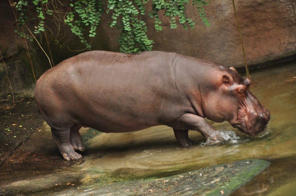 A whimsical hippo character reminiscent of a beloved Disney attraction wades playfully in shimmering water beside lush, rocky landscaping, joyfully commemorating National Hippo Day in an enchanting theme park setting.