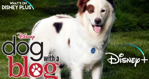 Stan, the iconic white and brown dog from "Dog With a Blog," stands on a grassy backdrop with the show’s logo and Disney+ branding, teasing theme park and Disney fans about an exciting Surprise Release tied to the beloved series.