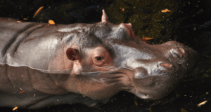 A playful hippo emerges from the water at the park’s adventure lagoon, its head and upper body visible among floating leaves, making a delightful photo op for National Hippo Day festivities.