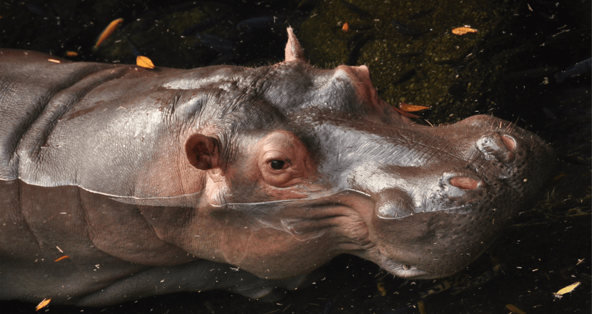 A playful hippo emerges from the water at the park’s adventure lagoon, its head and upper body visible among floating leaves, making a delightful photo op for National Hippo Day festivities.