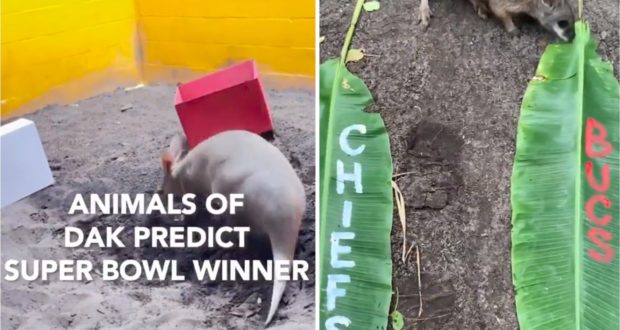 An aardvark inside its Disney’s Animal Kingdom habitat participates in a playful Super Bowl prediction game, with labeled “Chiefs” and “Bucs” leaves spread across the sandy enclosure and themed signage adding a fun twist for park guests.