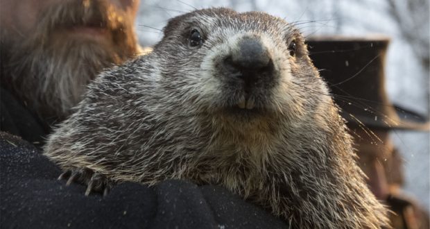 Punxsutawney Phil the groundhog is held up for visitors to see during a cloudy day at the outdoor festival.