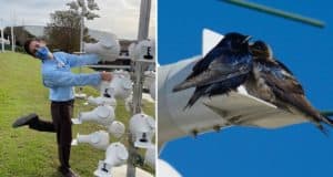 Guests enjoy the whimsical sight of White Gourd Birdhouses on tall poles as two striking Purple Martins perch gracefully atop one of the unique homes, adding a touch of natural entertainment to the themed outdoor attraction.