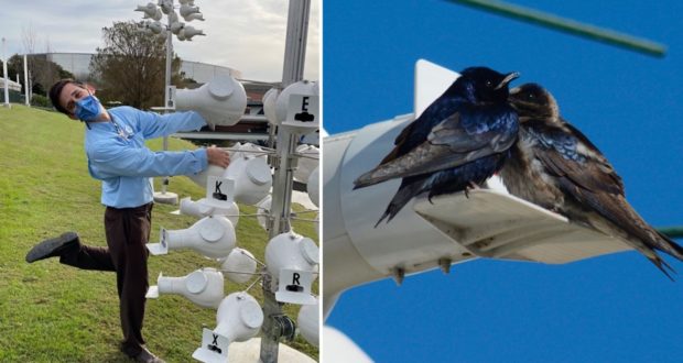 Guests enjoy the whimsical sight of White Gourd Birdhouses on tall poles as two striking Purple Martins perch gracefully atop one of the unique homes, adding a touch of natural entertainment to the themed outdoor attraction.
