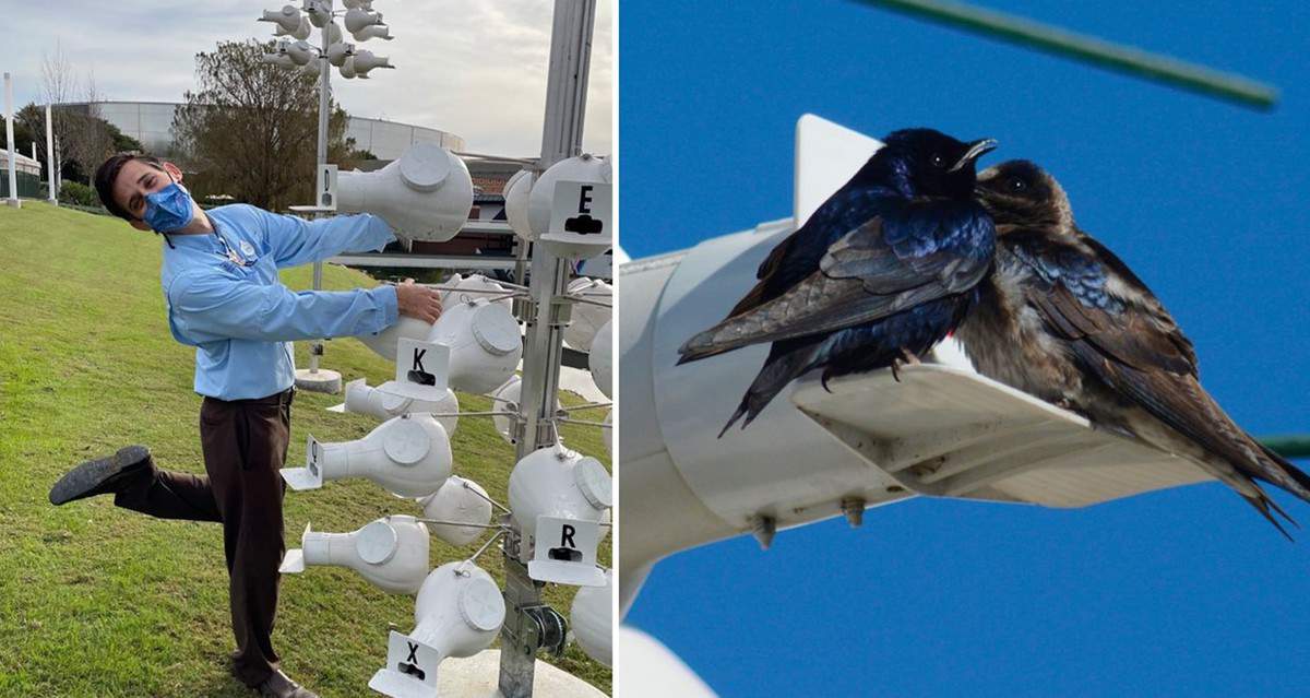 Guests enjoy the whimsical sight of White Gourd Birdhouses on tall poles as two striking Purple Martins perch gracefully atop one of the unique homes, adding a touch of natural entertainment to the themed outdoor attraction.