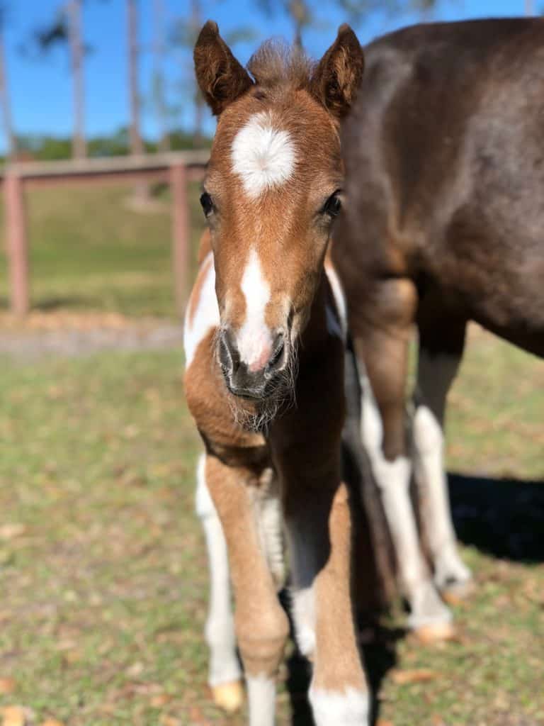 A charming brown and white foal with eye-catching patches greets guests on the grassy grounds of Shetland Pony Park, while a friendly adult Shetland Pony stands close by, ready for visitors to meet.