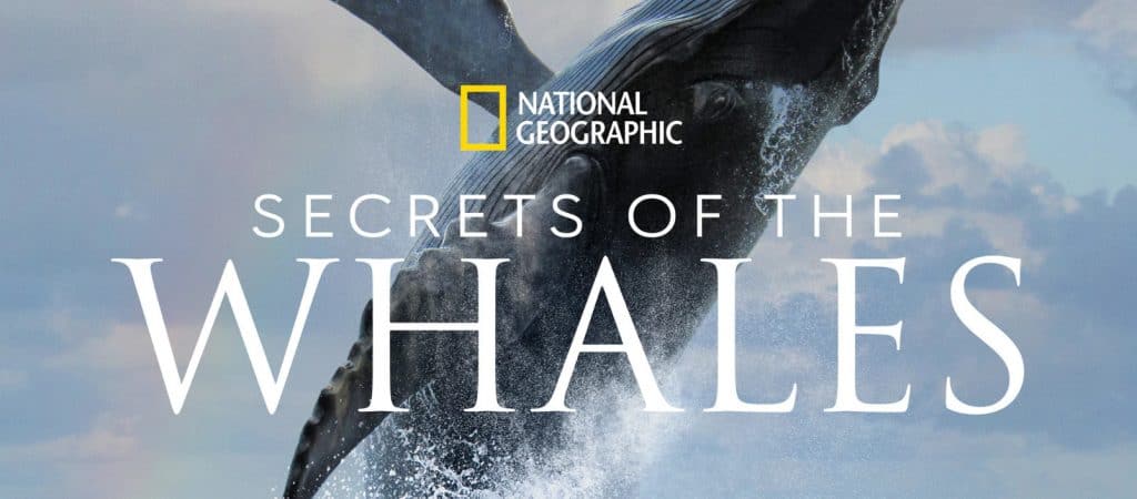 A majestic whale bursts from the ocean in front of the "Secrets of the Whales" title and National Geographic logo, inviting Disney+ fans to dive into this thrilling, cinematic underwater adventure now streaming.