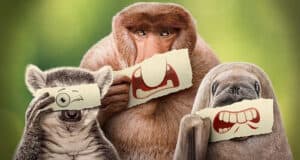 Three animals—a lemur, a monkey, and a manatee—hold pieces of paper with cartoon eyes or mouths in front of their faces, creating funny and exaggerated expressions reminiscent of characters from Disney Plus Shows, against a blurred green background.
