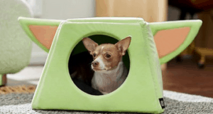 Adorable pup relaxing in a Yoda-inspired dog bed with iconic green ears, channeling Baby Yoda vibes on the galactic carpet at Star Wars: Galaxy's Edge.