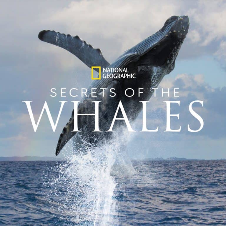 A majestic whale leaps above the ocean against a backdrop featuring the "Secrets of the Whales" and National Geographic logos, evoking the excitement and wonder of an epic aquatic adventure show.