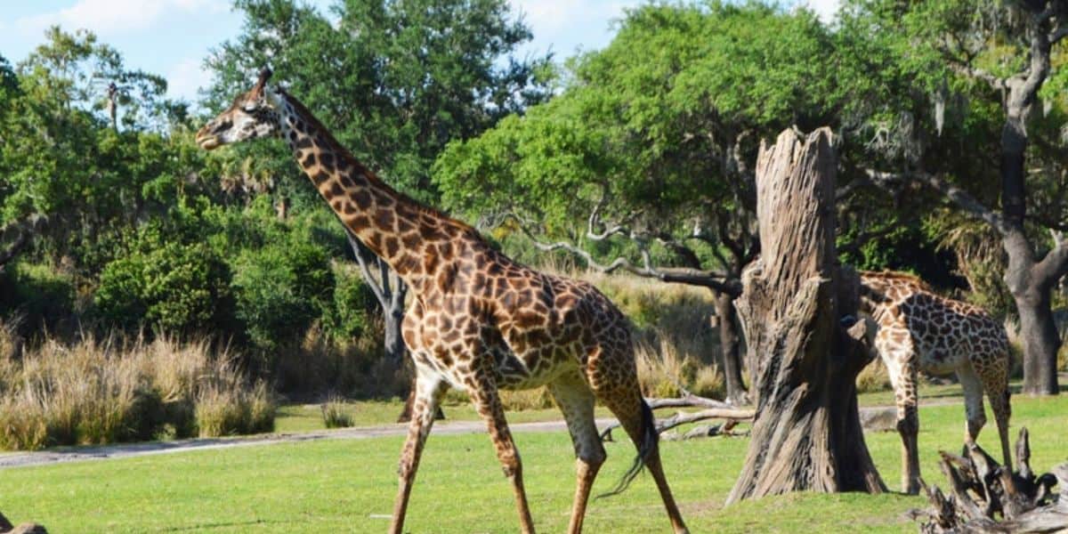 Two giraffes walk on a grassy area surrounded by trees and sparse bushes under a clear blue sky. One giraffe is in the foreground, and the other partially obscured behind a tree.