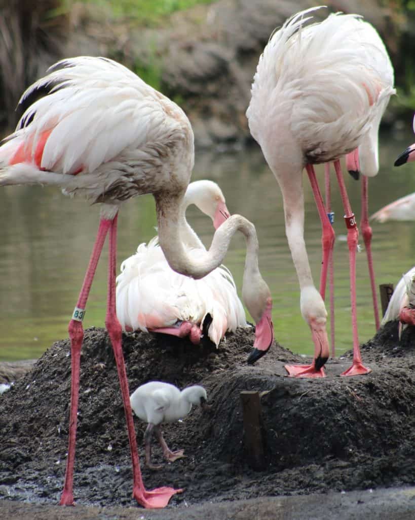 At Disney’s Animal Kingdom, three adult flamingos and a chick graze by muddy water as another flamingo relaxes nearby, giving guests a special look at these devoted Animal Kingdom dads caring for their little ones.