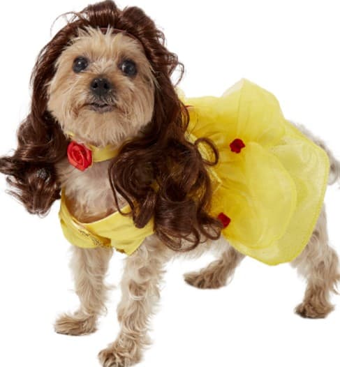 A small dog channels Belle from "Beauty and the Beast" in a yellow princess gown, brown wig, and red rose collar—bringing Disney magic to pet-friendly events and park celebrations.