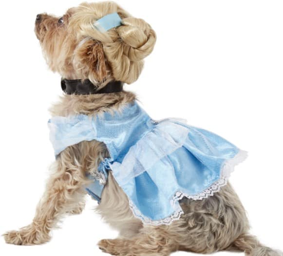 A small dog dressed as Cinderella, complete with a blue gown and princess wig topped with a bow, sits facing left against a white backdrop—showcasing magical Disney Princess style perfect for Disney Parks fans.