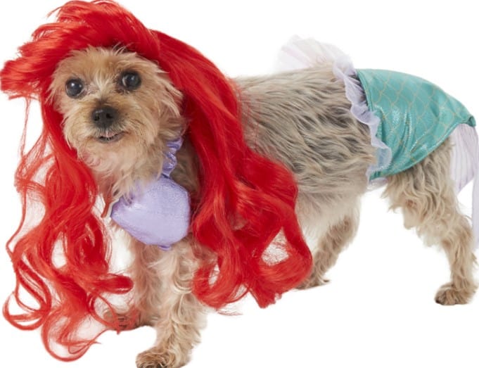 A playful pup transformed into The Little Mermaid with a vibrant red wig, shimmering blue tail, and sparkling purple seashell top—ready to enchant visitors at Disney parks or themed entertainment events as the perfect canine Disney Princess.