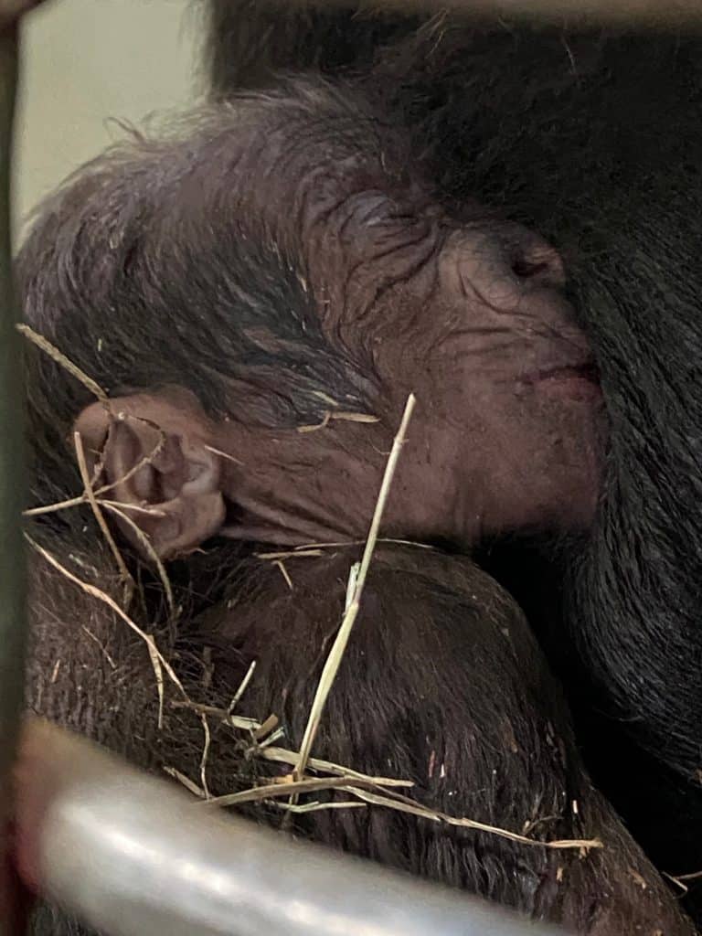 At Disney’s Animal Kingdom, a newborn baby gorilla snuggles up against its mother, tiny eyes closed in comfort and soft straw clinging to its fur—a heartwarming moment for guests exploring the wonders of the park’s wildlife.