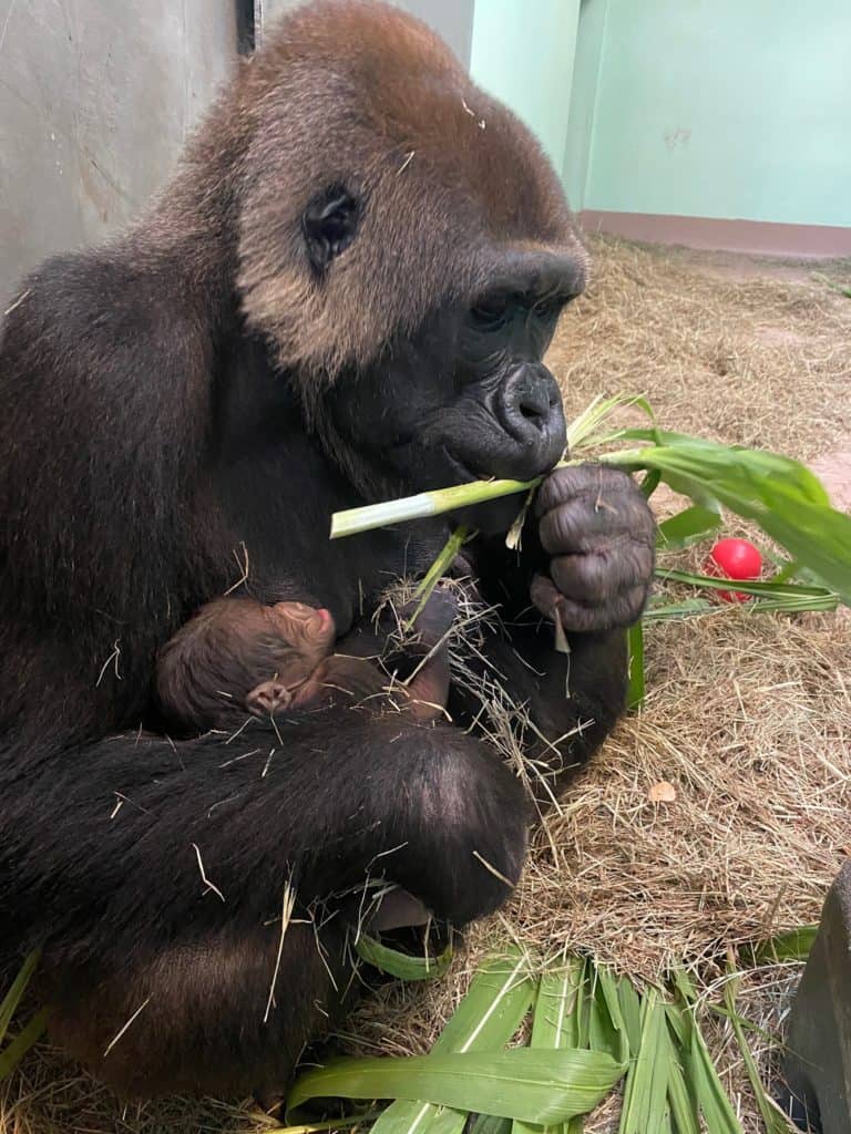 At Disney’s Animal Kingdom, a gentle gorilla sits on a bed of hay, gently cradling her newborn baby while holding blades of grass.