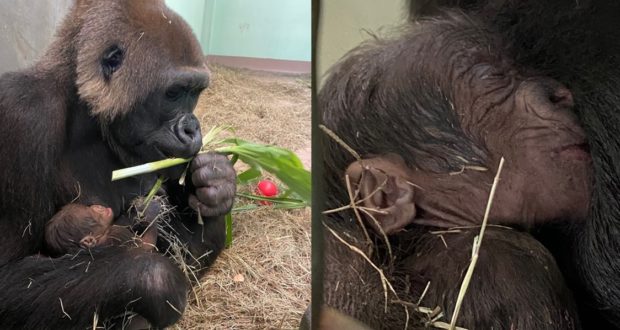 At Disney’s Animal Kingdom, a proud gorilla mom gently cradles her newborn in an intimate close-up, with the tiny baby nestled beside her amid soft straw—an adorable moment for animal fans celebrating the arrival of the park’s latest precious gorilla addition.