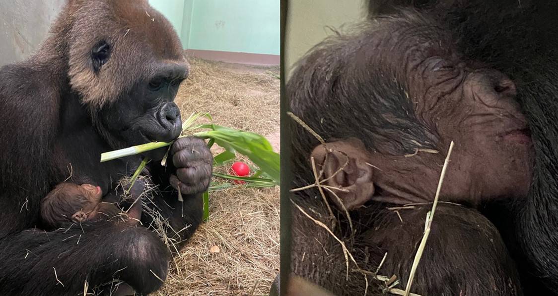 At Disney’s Animal Kingdom, a proud gorilla mom gently cradles her newborn in an intimate close-up, with the tiny baby nestled beside her amid soft straw—an adorable moment for animal fans celebrating the arrival of the park’s latest precious gorilla addition.