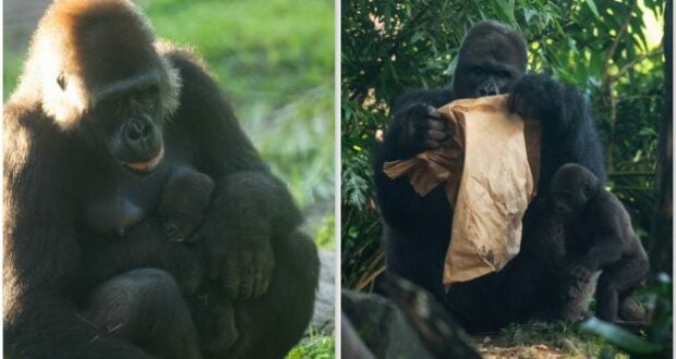 Inside Disney’s Animal Kingdom, guests can watch two gorilla parents with their adorable babies—one gently snuggles its infant, while the other holds a paper bag as its little one stays by its side.