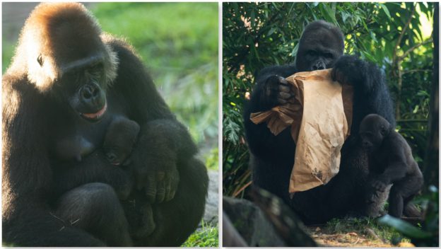 Inside Disney’s Animal Kingdom, guests can watch two gorilla parents with their adorable babies—one gently snuggles its infant, while the other holds a paper bag as its little one stays by its side.