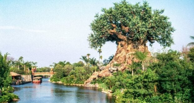 animal-kingdom-tree-of-life