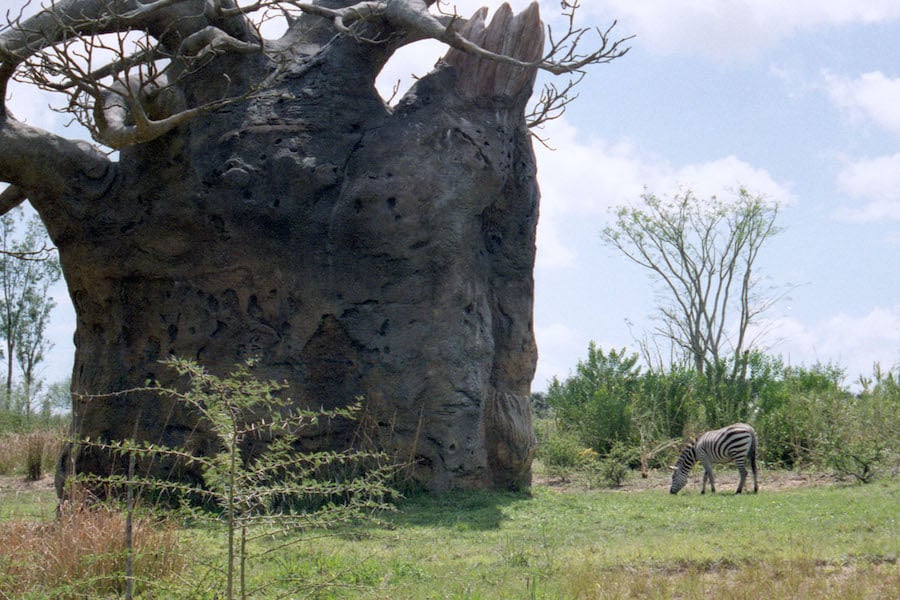 A zebra grazes beside a towering baobab tree in lush, green surroundings at Disney's Animal Kingdom, with wispy clouds overhead, capturing the wonder of an African safari adventure in the park.