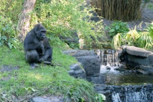 A gorilla relaxes on lush grass beside a small waterfall and shimmering pond in the heart of Disney's Animal Kingdom, surrounded by naturalistic rocks and vibrant greenery, capturing the park’s signature blend of wildlife wonder and tranquil escape.