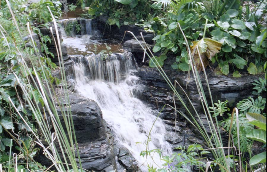 A tranquil waterfall tumbles over rocky ledges, framed by vibrant greenery and tall grasses in Disney's Animal Kingdom, inviting guests to immerse themselves in the park’s lush, immersive landscapes.