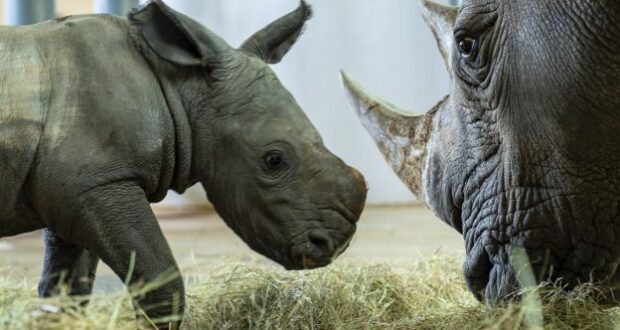 At Disney's Animal Kingdom, an adorable baby rhino faces an adult rhino as they stand together on straw indoors, inviting guests to witness the magic of wildlife up close.