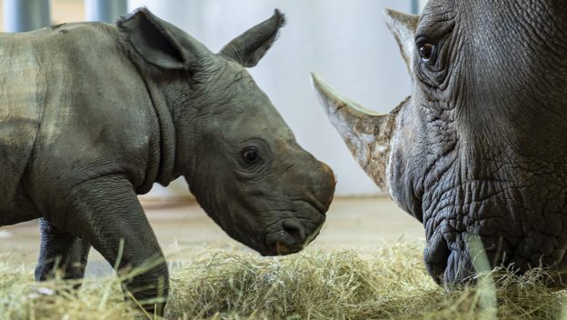 At Disney's Animal Kingdom, an adorable baby rhino faces an adult rhino as they stand together on straw indoors, inviting guests to witness the magic of wildlife up close.