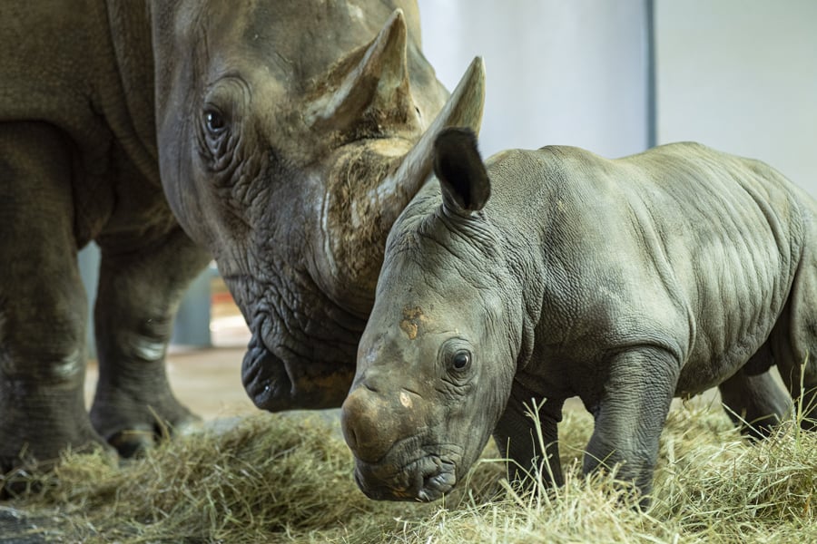 A baby rhino snuggles up to its mother on a bed of hay, both facing right amidst the immersive atmosphere of Disney’s Animal Kingdom, capturing the magic and wonder of this beloved theme park experience.