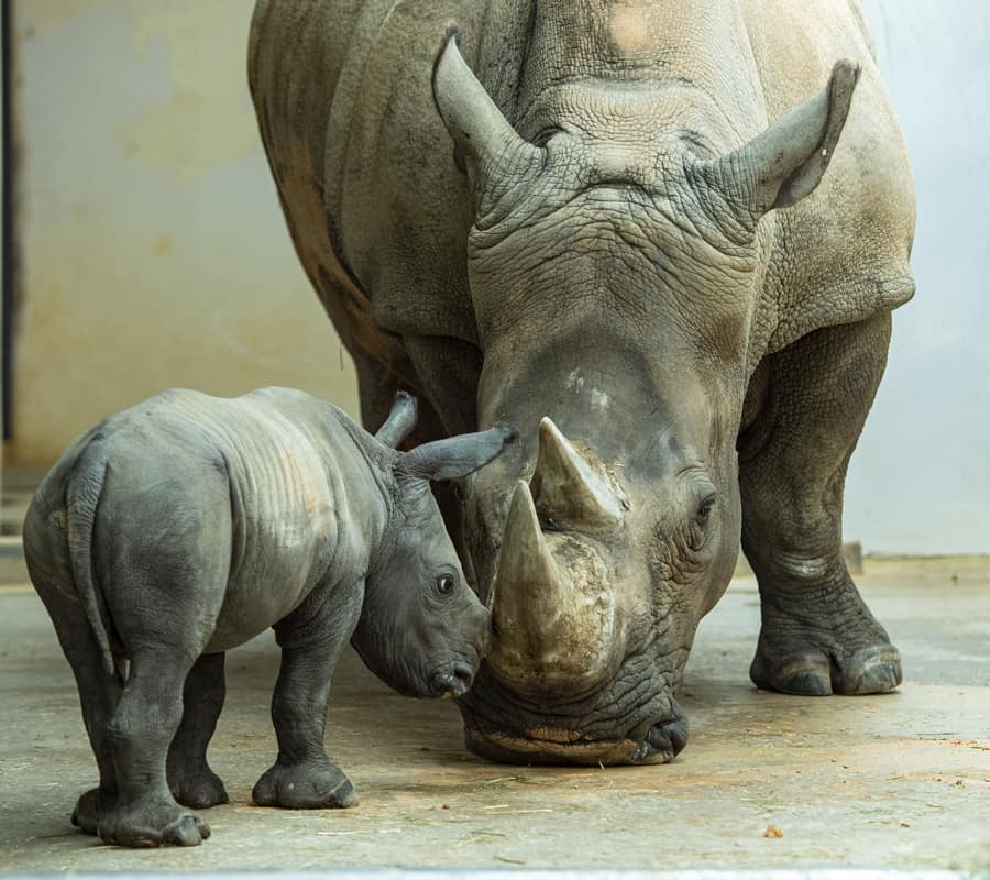 A baby rhino cuddles up to an adult rhino on a concrete floor inside Disney’s Animal Kingdom, evoking the park’s passion for wildlife and delivering a magical, heartwarming moment for guests.