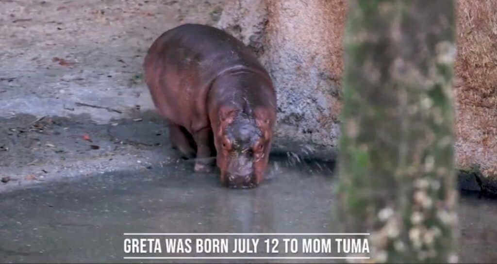 Greta the baby hippo, born July 12 to mom Tuma, stands by the water at Disney’s Animal Kingdom. Text on the image reads: "GRETA THE BABY HIPPO WAS BORN JULY 12 TO MOM TUMA.
