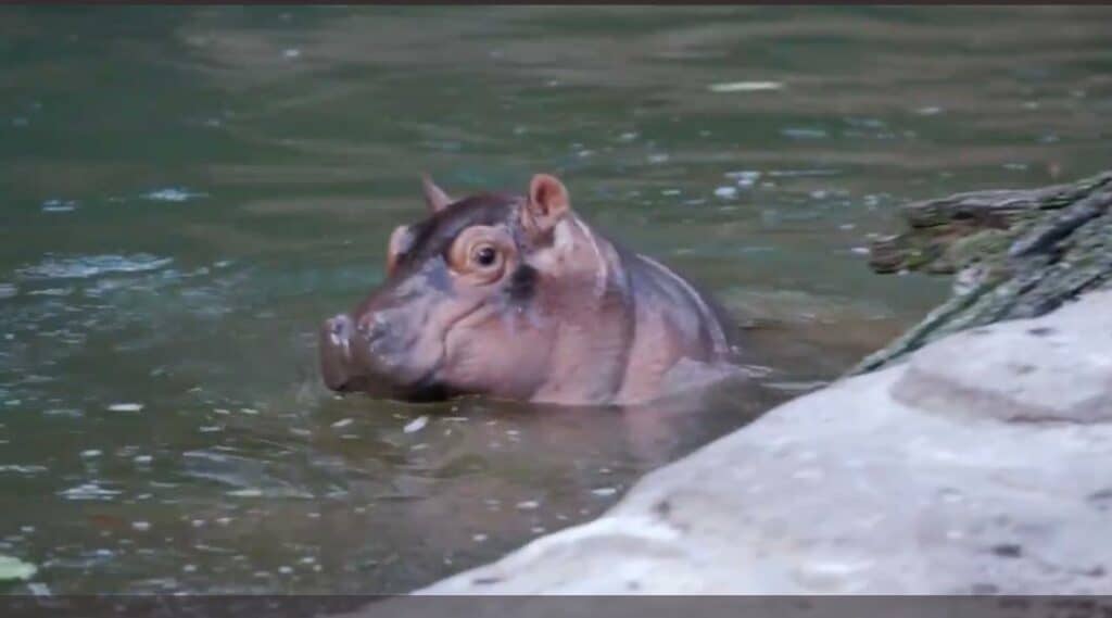 animal kingdom hippo