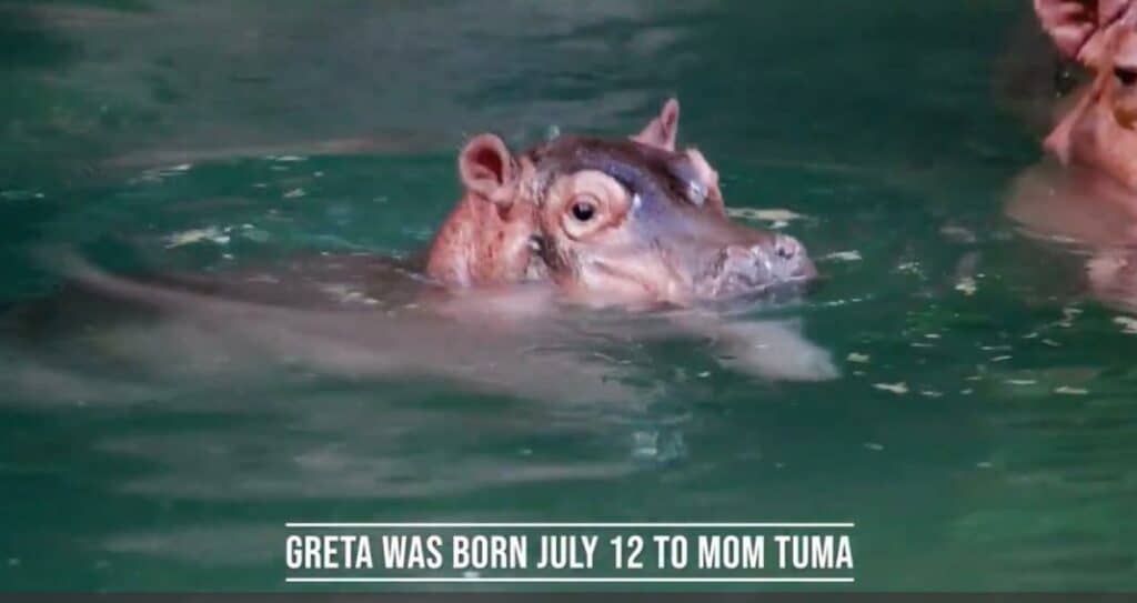 animal kingdom hippo 
