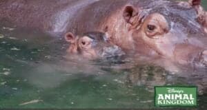 animal kingdom hippo greta