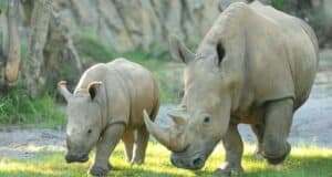 rhino-kilimanjaro