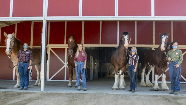 Guests at Circle D Ranch, home to Disneyland’s famous Clydesdale horses, smile and pose in front of a classic red barn, enjoying a magical moment with these iconic Disney equine stars.